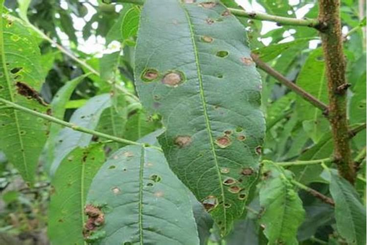 桃树细菌性穿孔病怎么防治 用什么药效果好