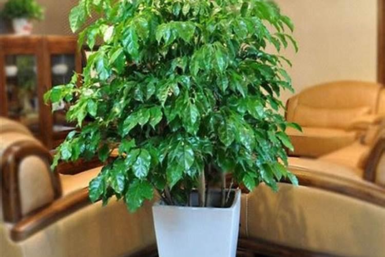 幸福树白粉病防治方法