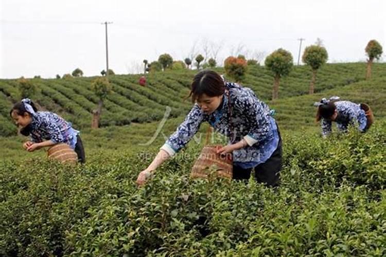 茶树什么时候施肥 茶树在什么时间施肥比较好？