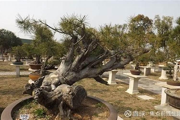 松树苗可不可以使用硫酸钾复合肥