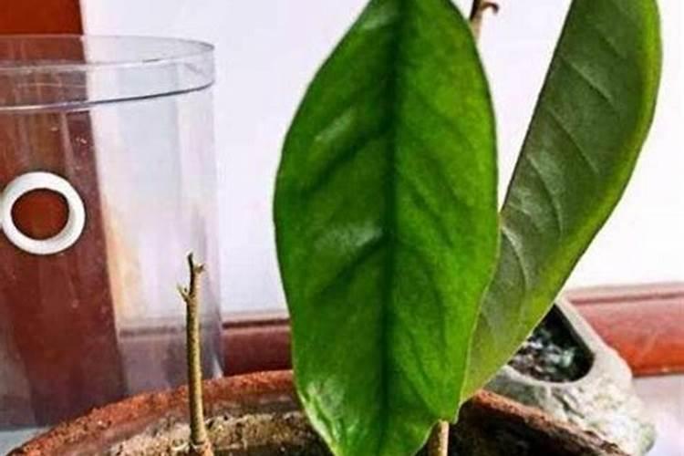 芒果幼树应该怎样去施肥？