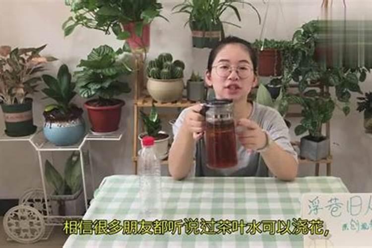 用过的茶叶可以种花吗 泡过的茶叶放花盆里做肥料养花