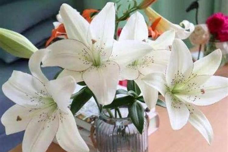 百合花怎么施肥