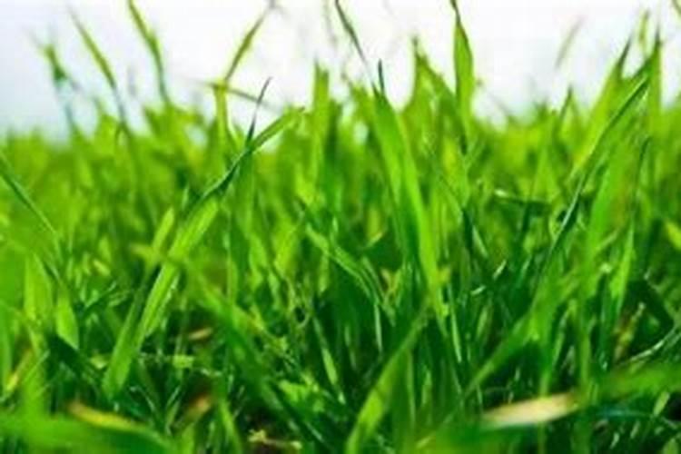 茶花打花苞时怎样施肥
