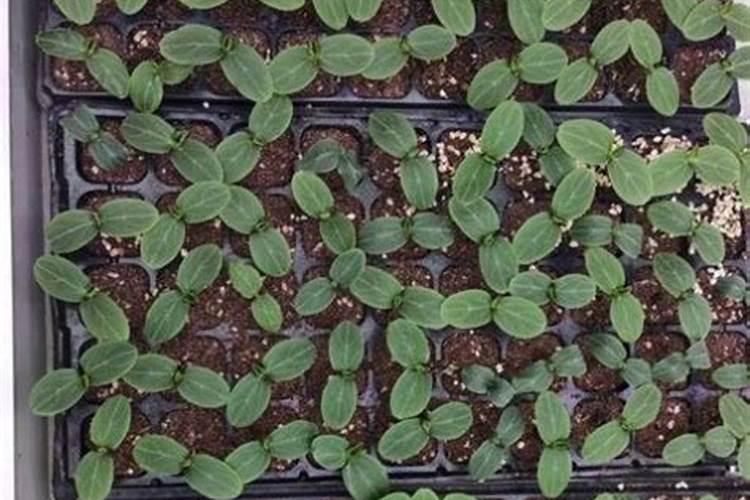 黄瓜育苗期能使用芸苔素吗？