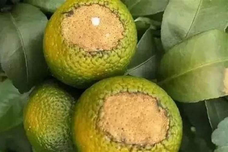 花芽素能和钙镁硼一起用吗？