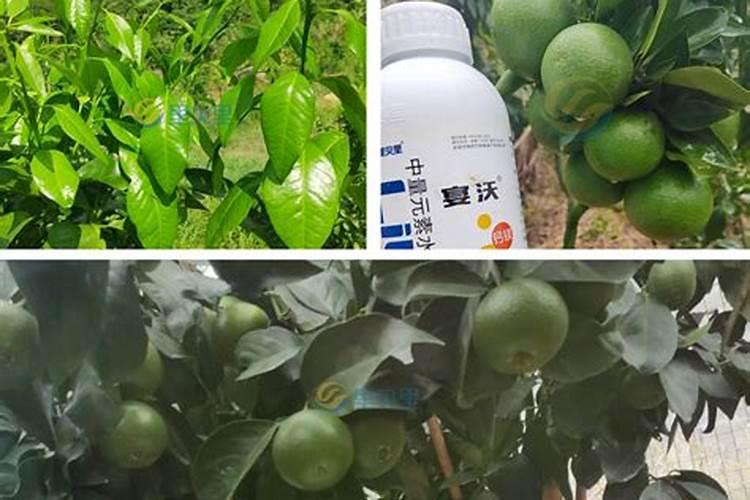 雅冉水溶肥怎么样19191920有什效果