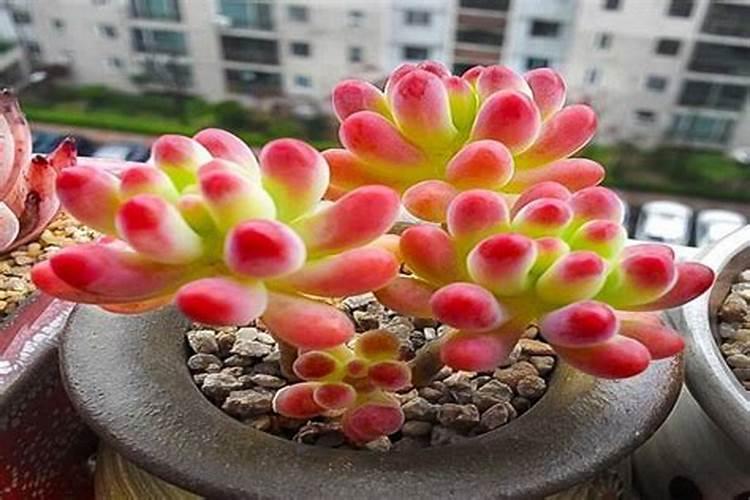 米糠可以做营养土种花吗？