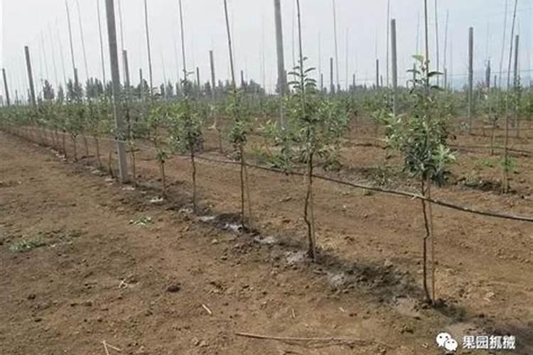 硝酸铵的用途 硝酸铵的用途介绍