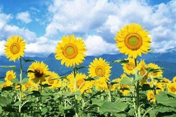 葵花追肥用什么肥好