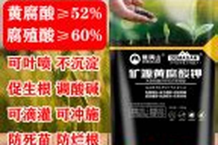 第一年栽的杨树能施肥吗