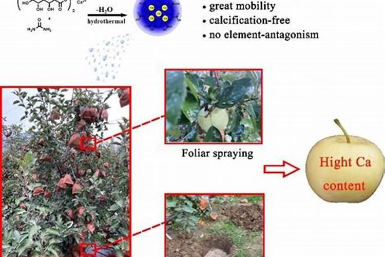 佛手瓜怎样管理可以早开花 佛手瓜怎么管理可以早开花