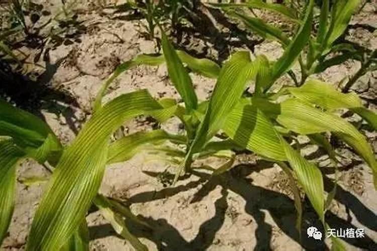 黄瓜豆角种完之后用立刻浇水吗？