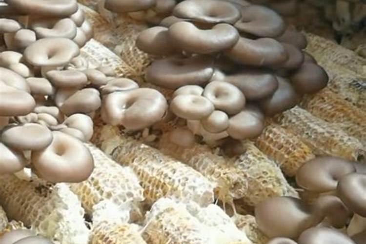 玉米芯栽培平菇具体配方