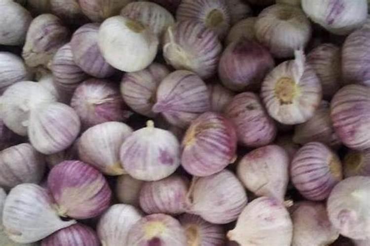 大蒜追肥的最佳时间 什么时候施肥好