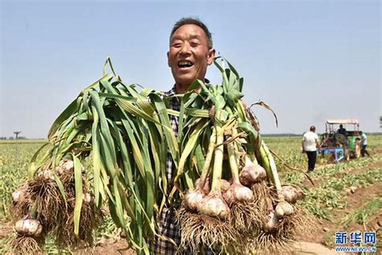 大蒜追肥禁忌有哪些什么时候追肥最合适