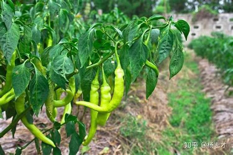 什么肥能让植物根茎粗壮