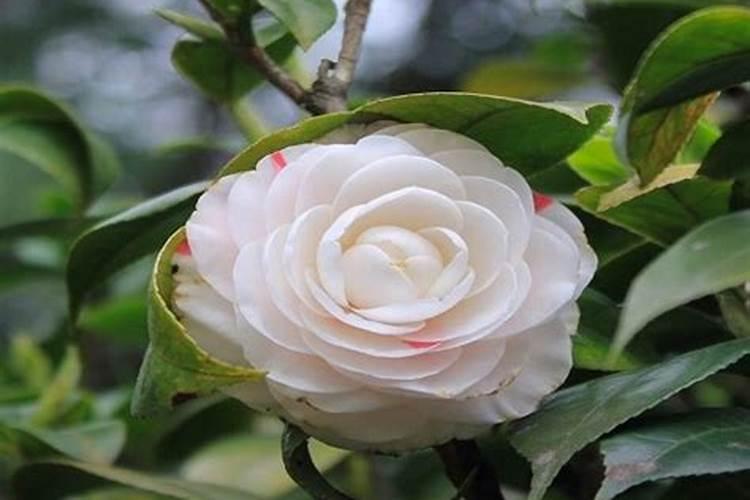 茶花的移栽多久施肥