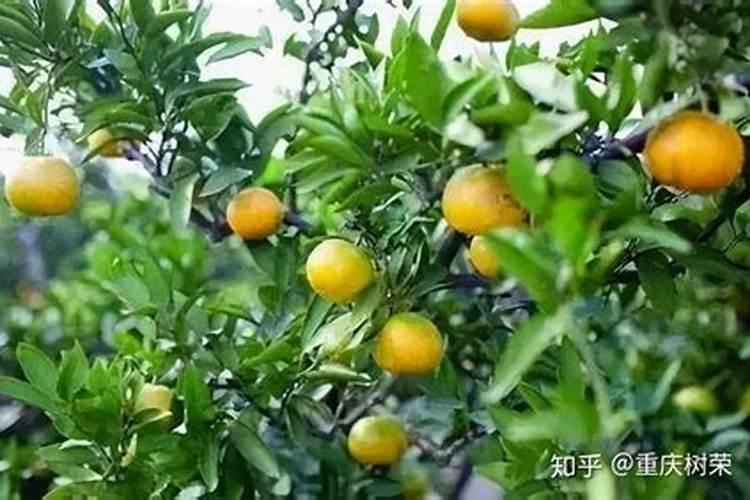 西红柿追肥用什么肥料好