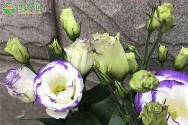 洋桔梗什么时候施肥