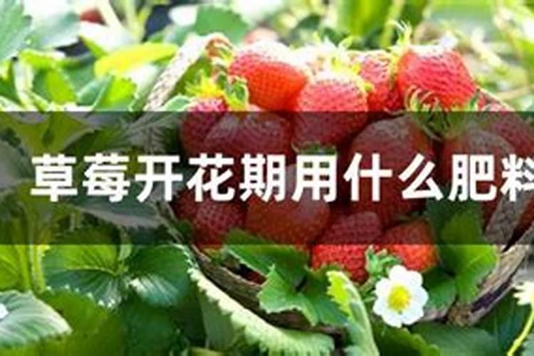 草莓在开花的时候施什么肥料