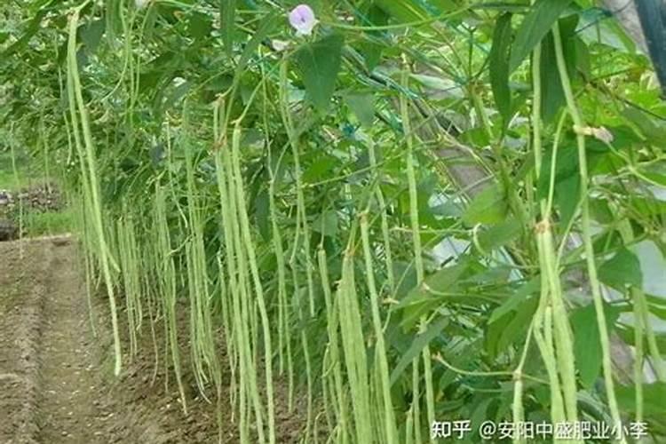 豆角花期追什么肥
