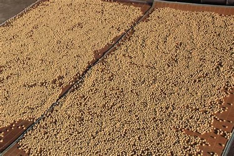 黄豆叶面肥什么时候打好 使用哪些肥料好