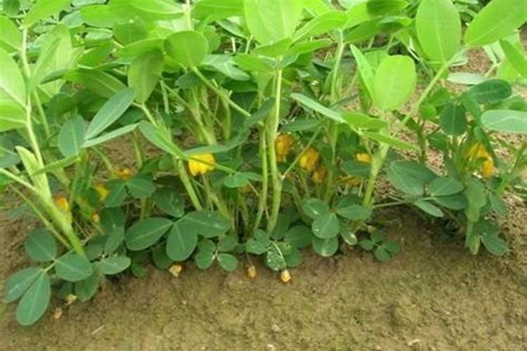 花生秧长得高打芸苔素内酯行不行？