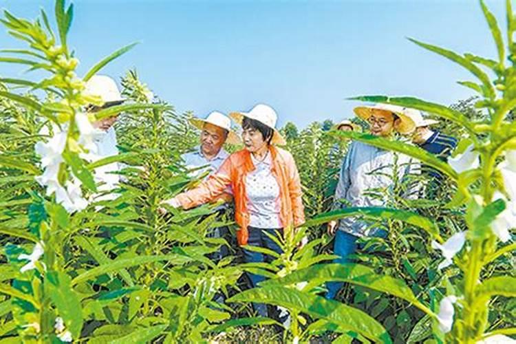 高产芝麻的施肥技术