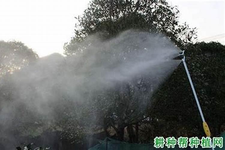 如何给蝴蝶兰喷叶面肥