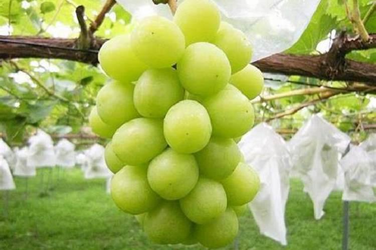 葡萄膨大期,追什么肥比较好呢？怎样追肥？