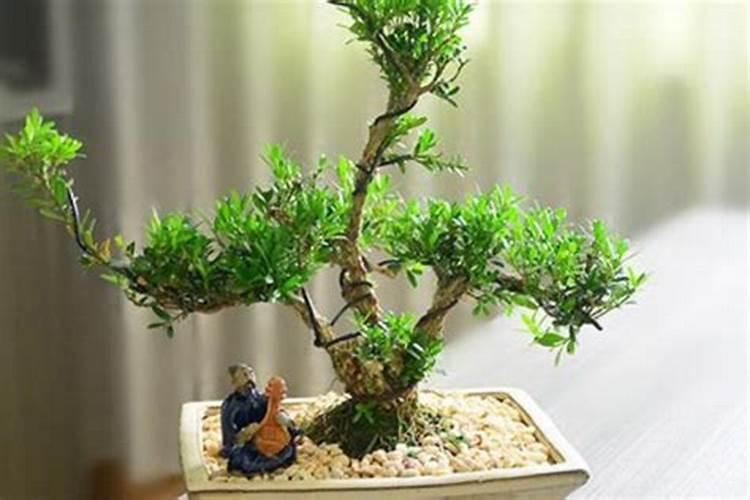雀舌黄杨什么季节换盆？落叶子怎么办