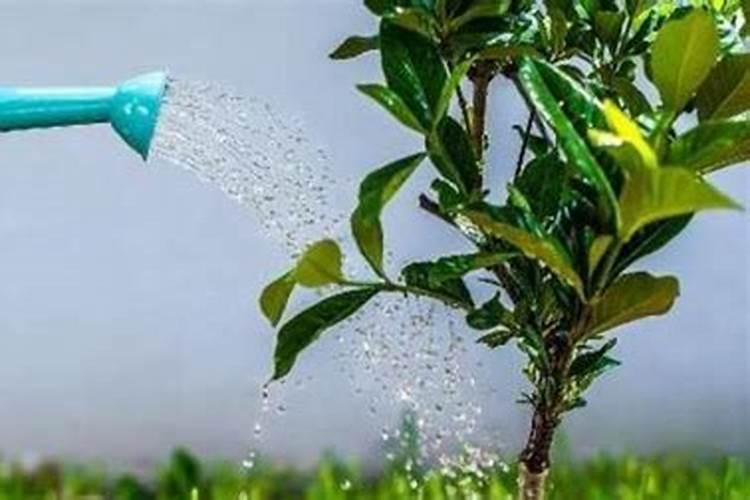 氮肥养花的作用