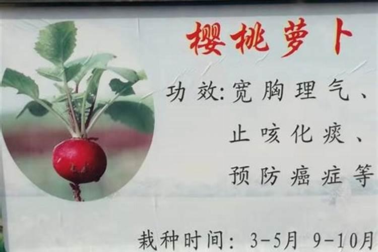 樱桃萝卜灌水时期,肥料用量分别是