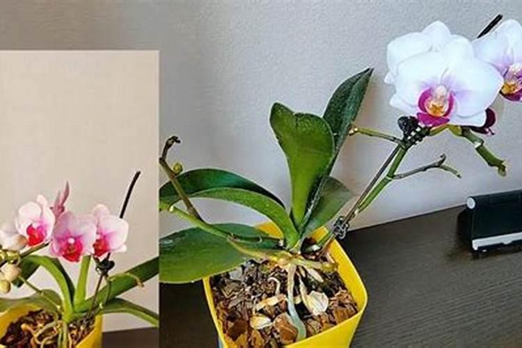 蝴蝶兰的根部发黄是什么原因