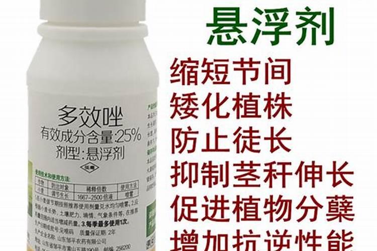 红薯剪秧控旺方法
