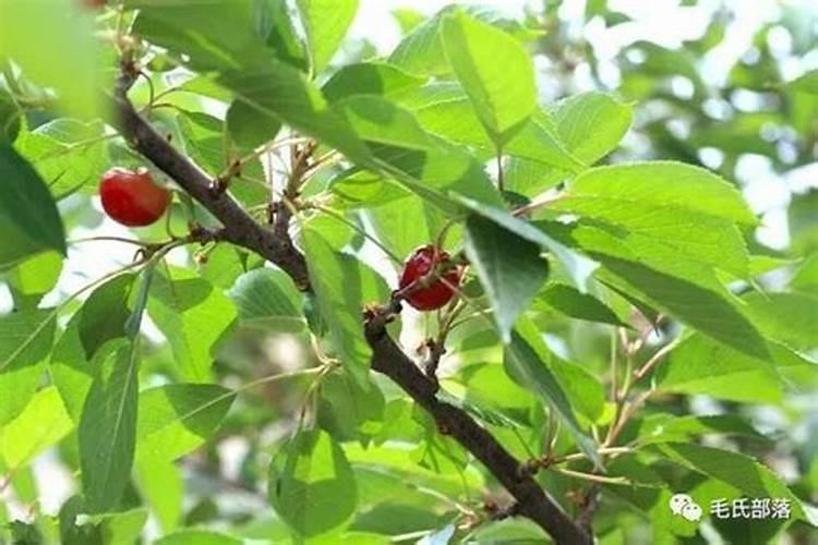 樱桃用什么肥料最好