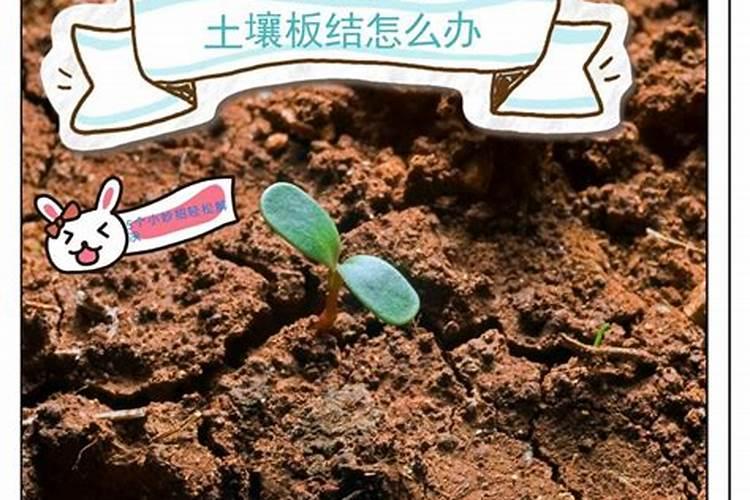 土壤板结放什么肥料