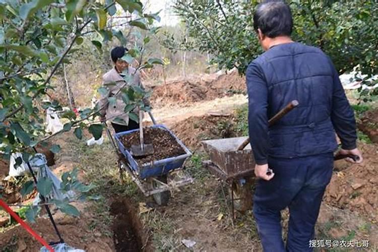 苹果管理要点 苹果怎么施肥比较好