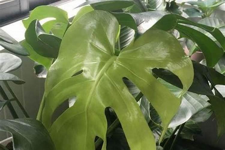 龟背竹叶子和茎很软,下垂耷拉,叶子还有点发黄,怎么处理？