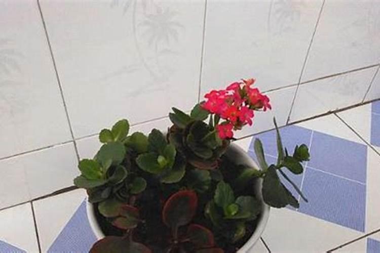 长寿花叶片发黄原因和处理方法