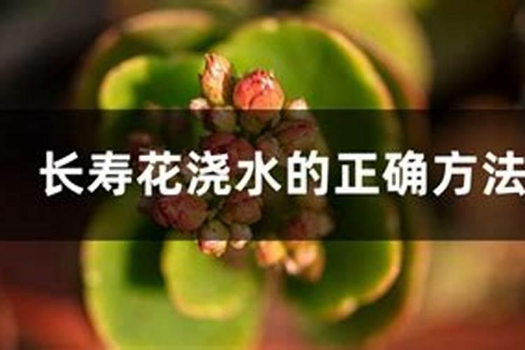 长寿花叶片发黄原因和处理方法