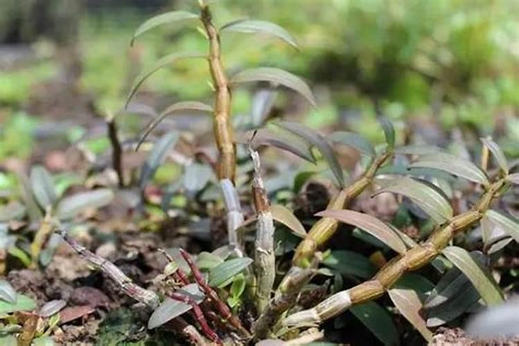 盆栽石斛兰花的叶面肥用那种好