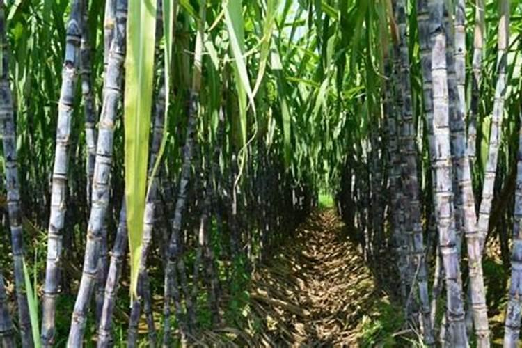 开叶面肥厂要多少钱