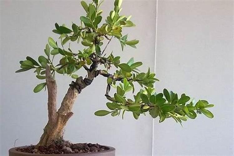 黄杨树如何施肥