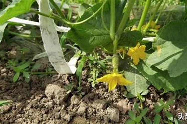 种植西红柿用什么肥料最好