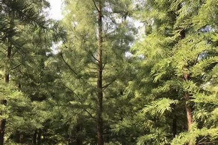 我现在种植杉树,每棵用100克钙镁磷肥做基肥,请问这样会对树苗的根系产生...