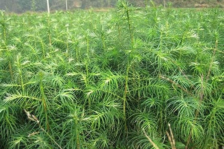 杉树适合什么肥料？