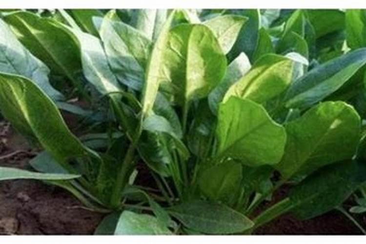 菠菜种子能拌芸苔素吗