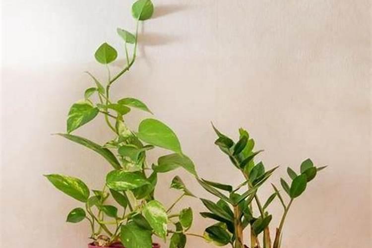 绿萝花怎么养殖